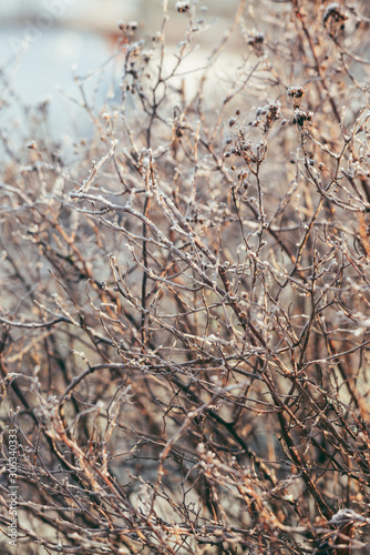 Frost is here. The beauty of the frozen nature.