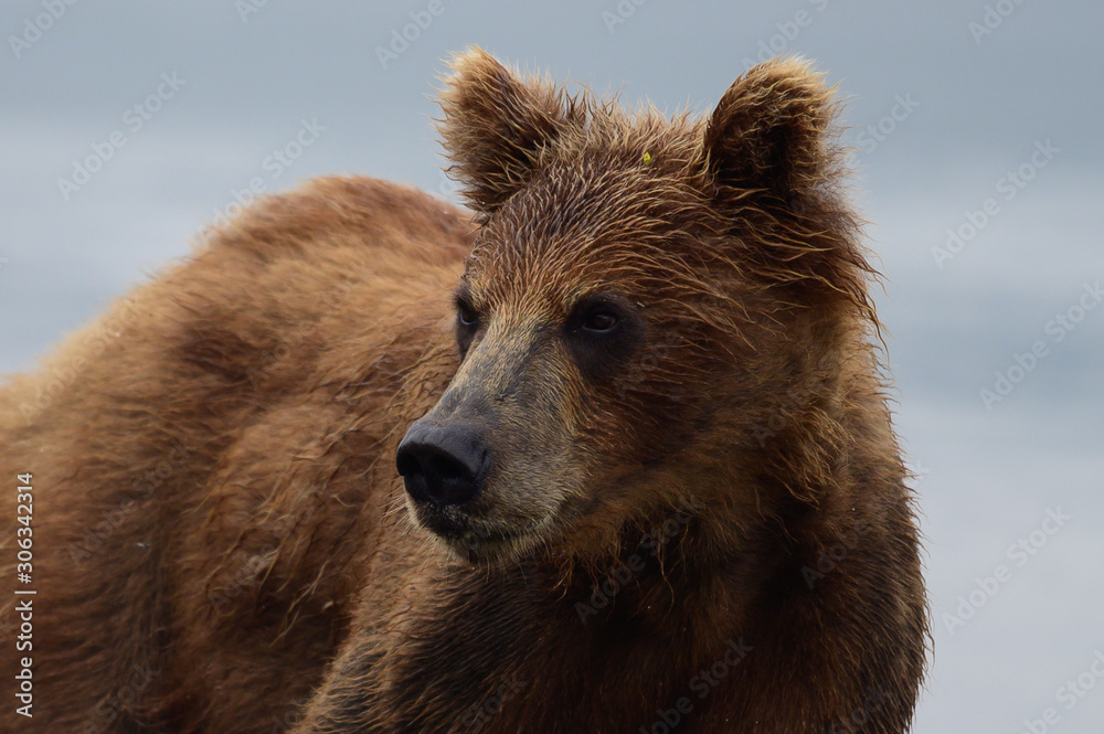 Fototapeta premium Ruling the landscape, brown bears of Kamchatka (Ursus arctos beringianus)