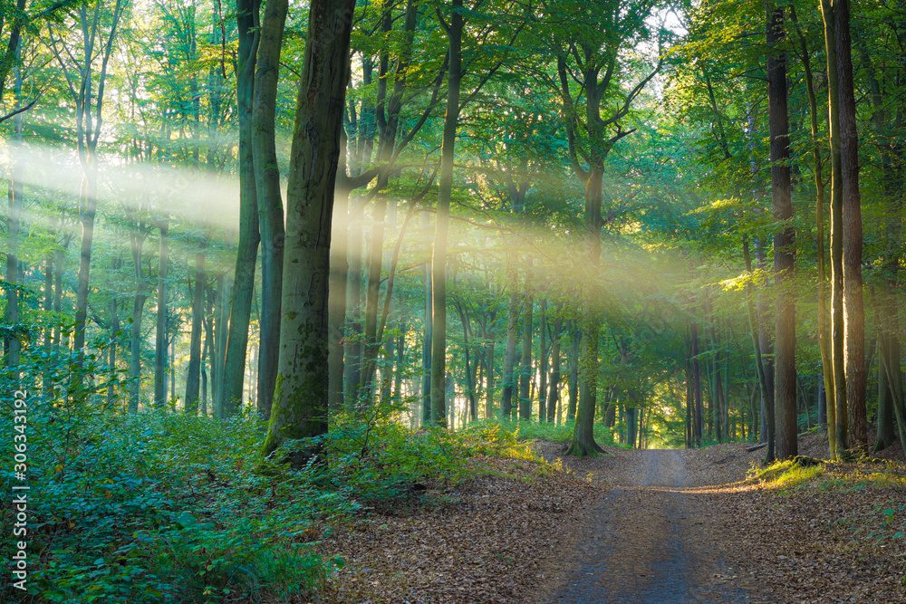 Die Sonne scheint durch Nebel auf den Weg im Wald