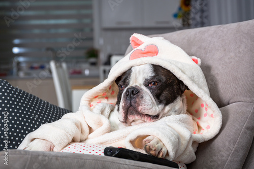 Photography French bulldog in bathrobe watch tv with remote control in paw on the arm chair