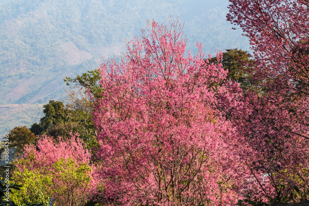 Wild Himalayan Cherry in full bloom with a backdrop of mountain views at Khun Sathan Watershed Research Station, Nan, Thailand Wild Himalayan Cherry in full bloom with a backdrop of mountain views at Khun Sathan Watershed Research Station, Nan, Thailand