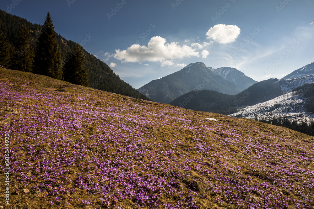Spring in Tatry Mountains in Poland. Crocuses in meadows and snow in mountains. Spring in Tatry Mountains in Poland. Crocuses in meadows and snow in mountains.