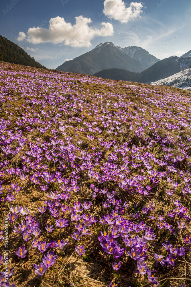 Spring in Tatry Mountains in Poland. Crocuses in meadows and snow in mountains.