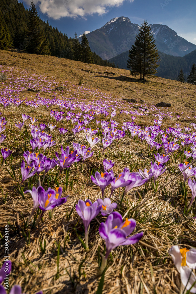 Fototapeta premium Spring in Tatry Mountains in Poland. Crocuses in meadows and snow in mountains.