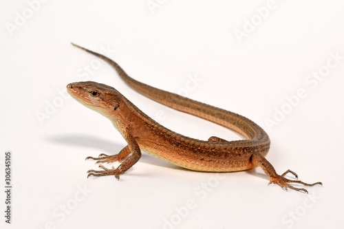 Riesenlangschwanzechse (Takydromus septentrionalis) - China Grass Lizard   photo