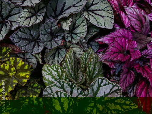 Multi-colored begonia leaves of different types photo