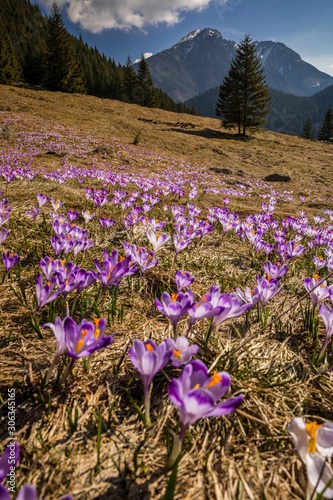 Spring in Tatry Mountains in Poland. Crocuses in meadows and snow in mountains.