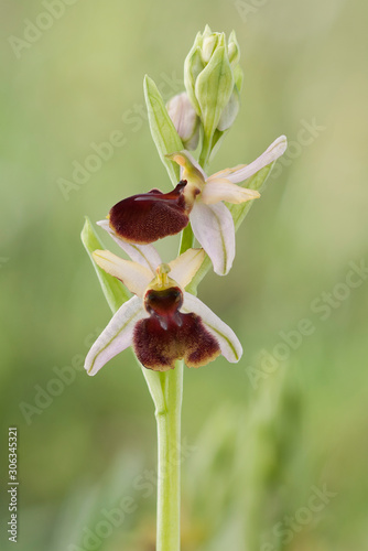 Canvas-taulu Early Spider Orchid - Ophrys sphegodes Two flowers on a stem