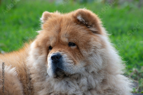 The portrait of a nice dog breed chow chow.