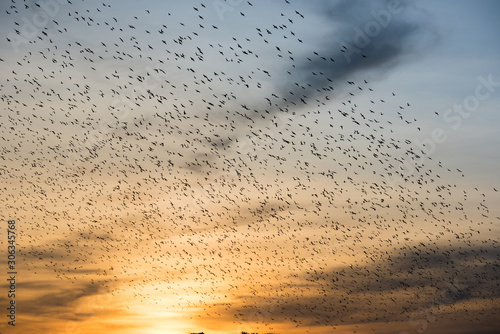 Schwarm von Zugvögeln im herbstlichen Sonnuntergang