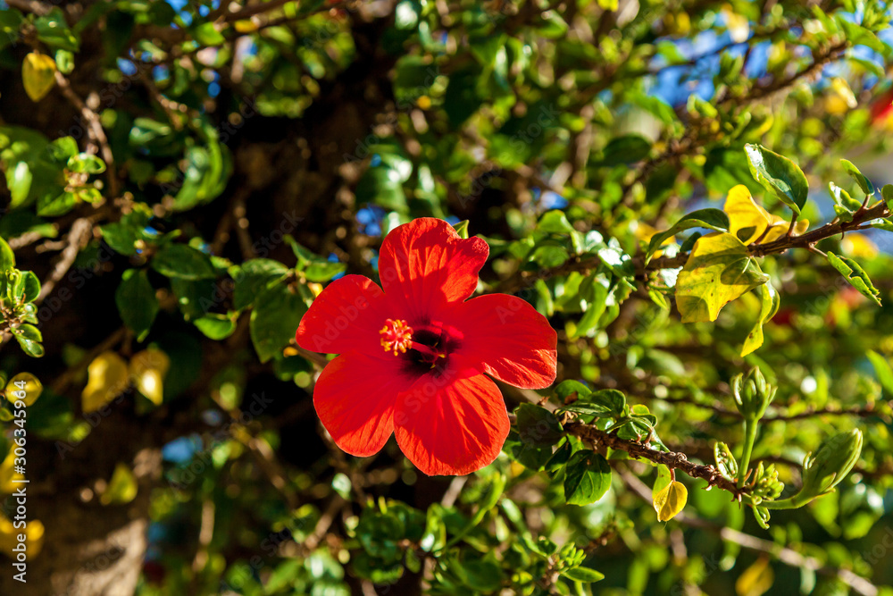 The red hibiscus on green leaves background The red hibiscus on green leaves background