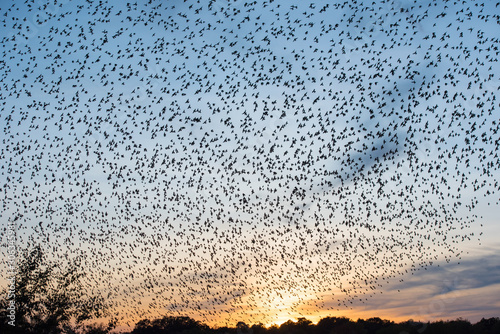 swarm of wild birds at sundown in autumn