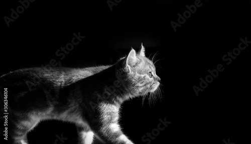 black and white photo of a kitten walking towards a light