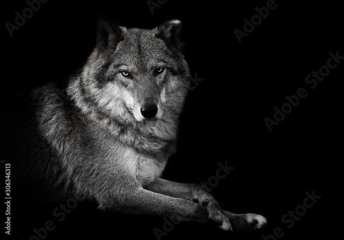 Evaluating look. wolf female lies beautifully on the ground, imposingly lies. Powerful graceful animal Black background discolored but yellow eyes