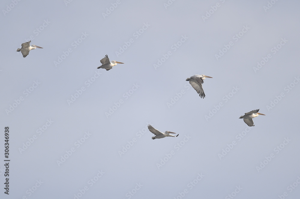 Flock of pelicans flying in autumn season Flock of pelicans flying in autumn season