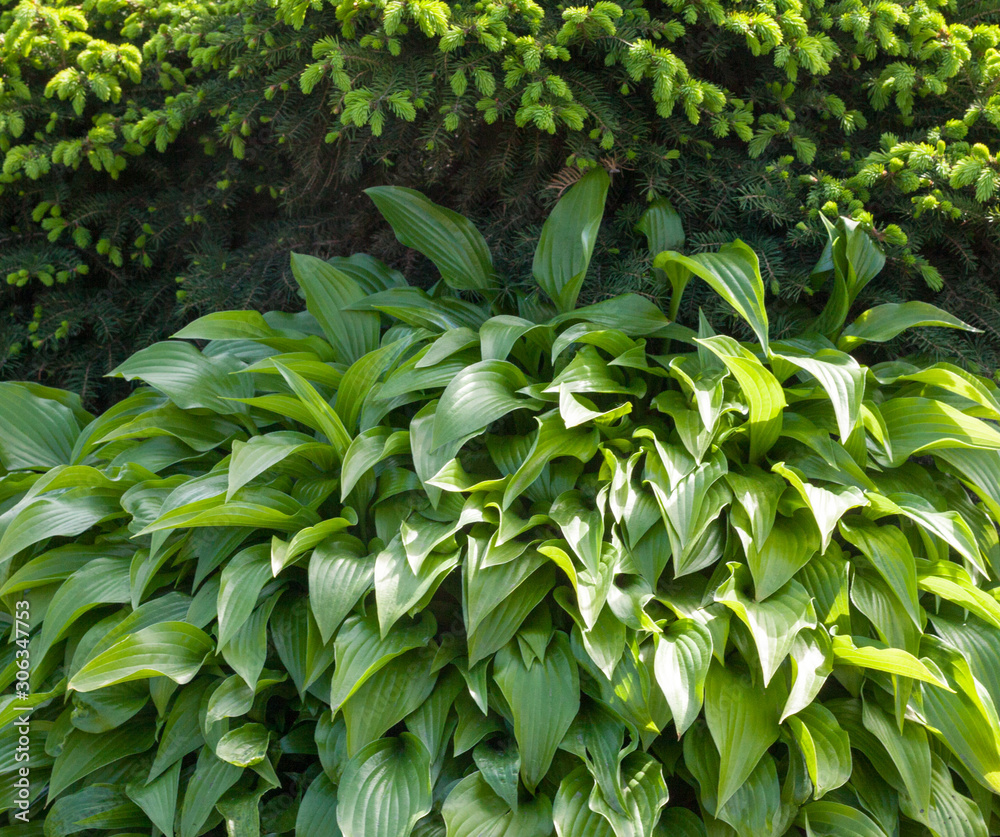 Fototapeta premium Fir tree and hosta in the spring garden