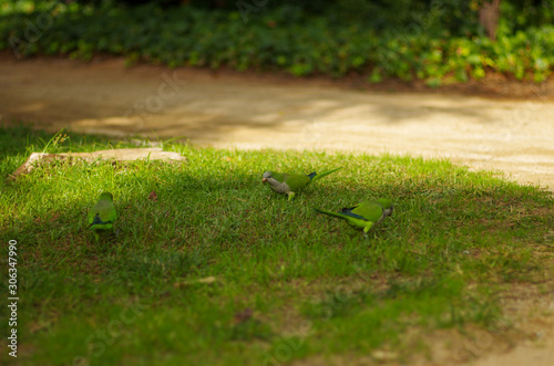 オキナインコ photo