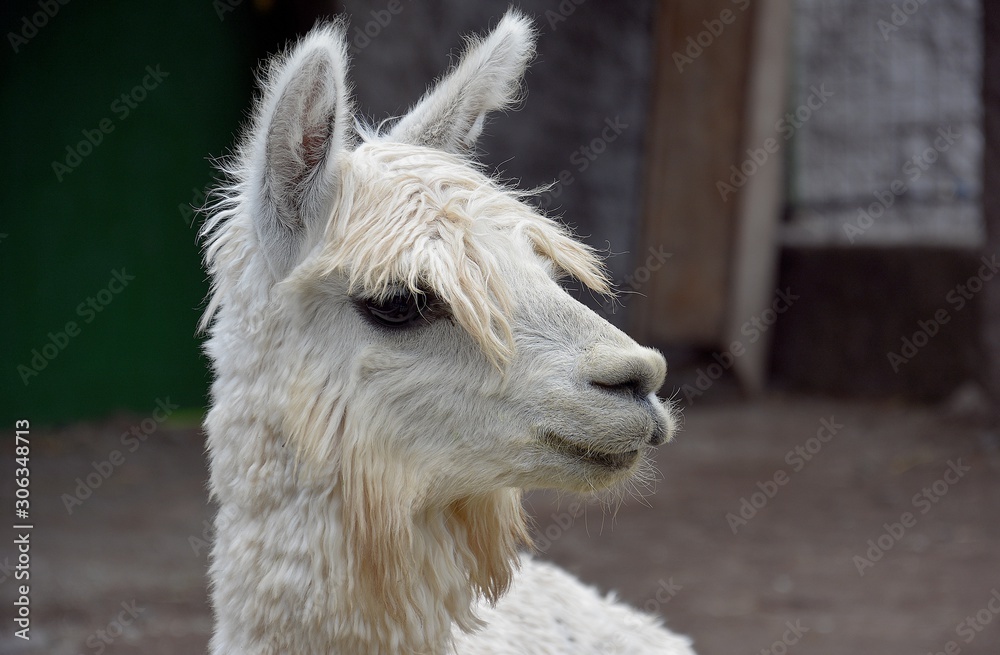 portrait of a lama