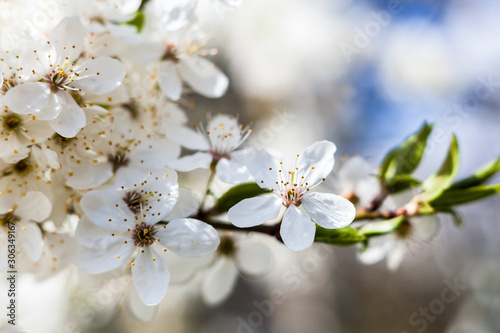 Cherry tree flowers.