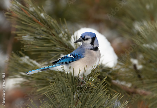 Blue Jay (Cyanocitta cristata) perched on a snow covered branch in Algonquin Park, Canada