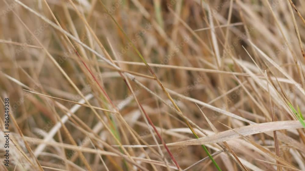 wild grass in autumn wild grass in autumn