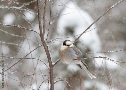 Gray Jay or Canada Jay (Perisoreus canadensis) perched on snow covered branch in Algonquin Provincial Park, Canada