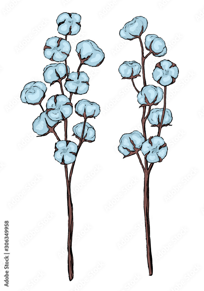 Cotton Plant Hand Drawing Stock Illustration - Download Image Now -  Agriculture, Antique, Art - iStock