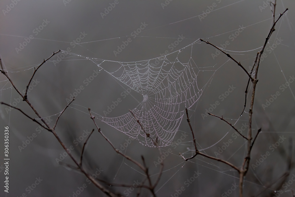 Spider web with dew on a tree in the early morning fog in Ottawa, Canada