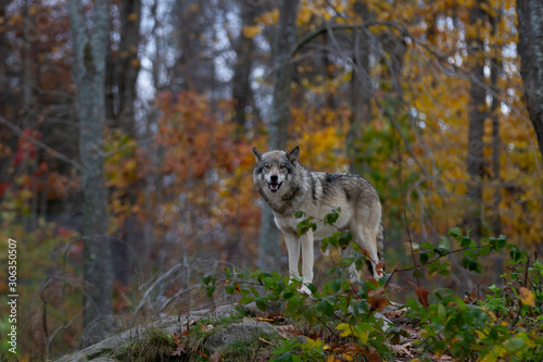 A lone Timber wolf or Grey Wolf Canis lupus standing on top of a rock looks back on an autumn rainy day in Canada