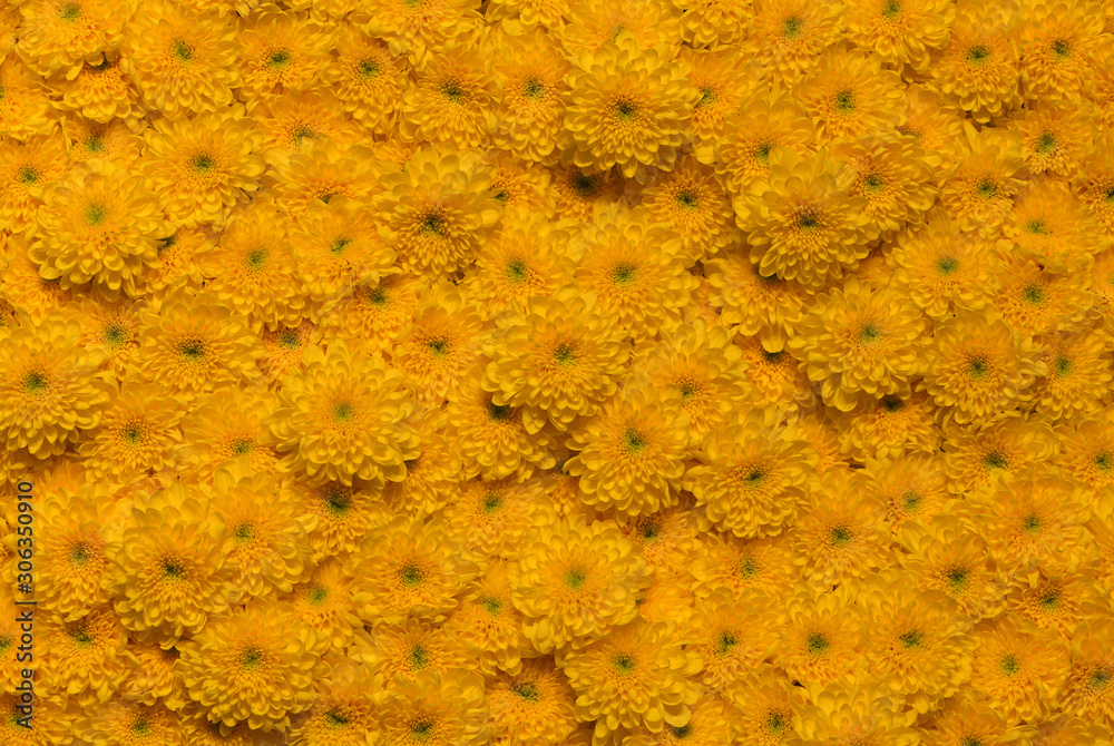 Yellow wall with chrysanthemum cut flowers. Gold texture for background Yellow wall with chrysanthemum cut flowers. Gold texture for background