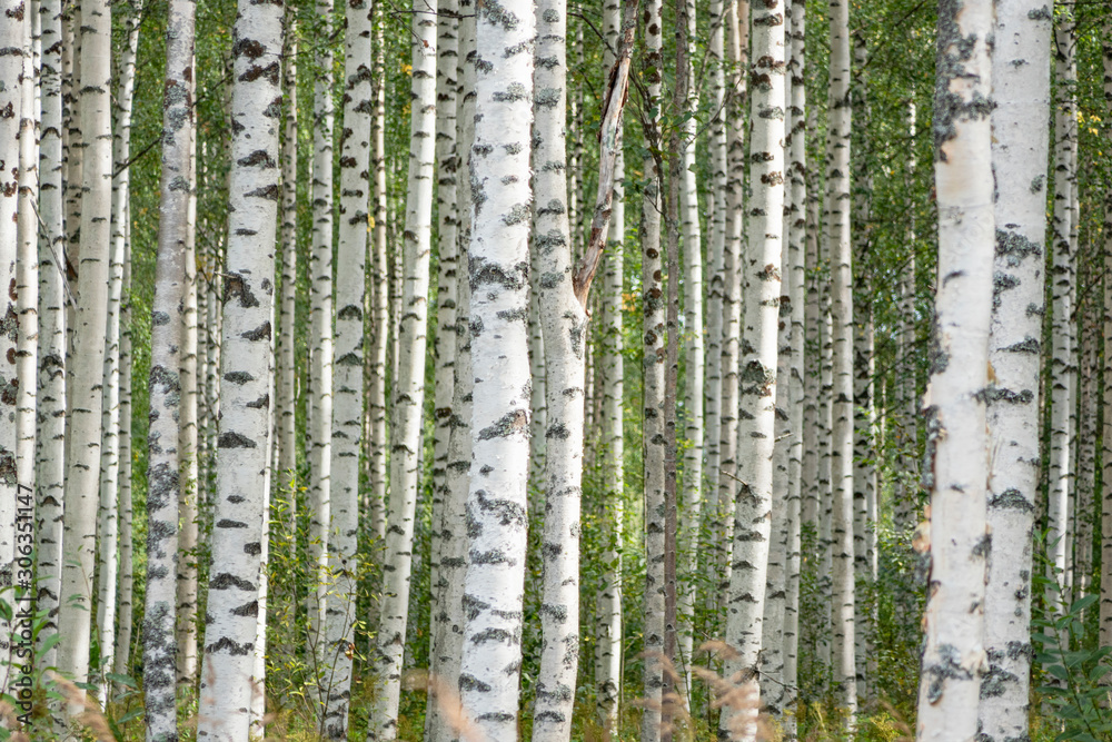 Obraz premium Birkenwald in Finnland