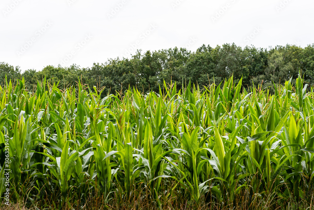 Fototapeta premium Close up of corn field in the countryside