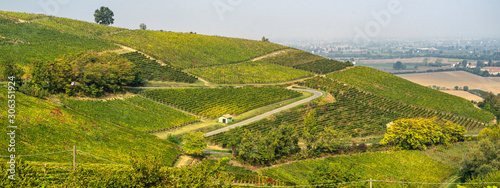 Vineyards of Oltrepo Pavese, Italy, at fall photo