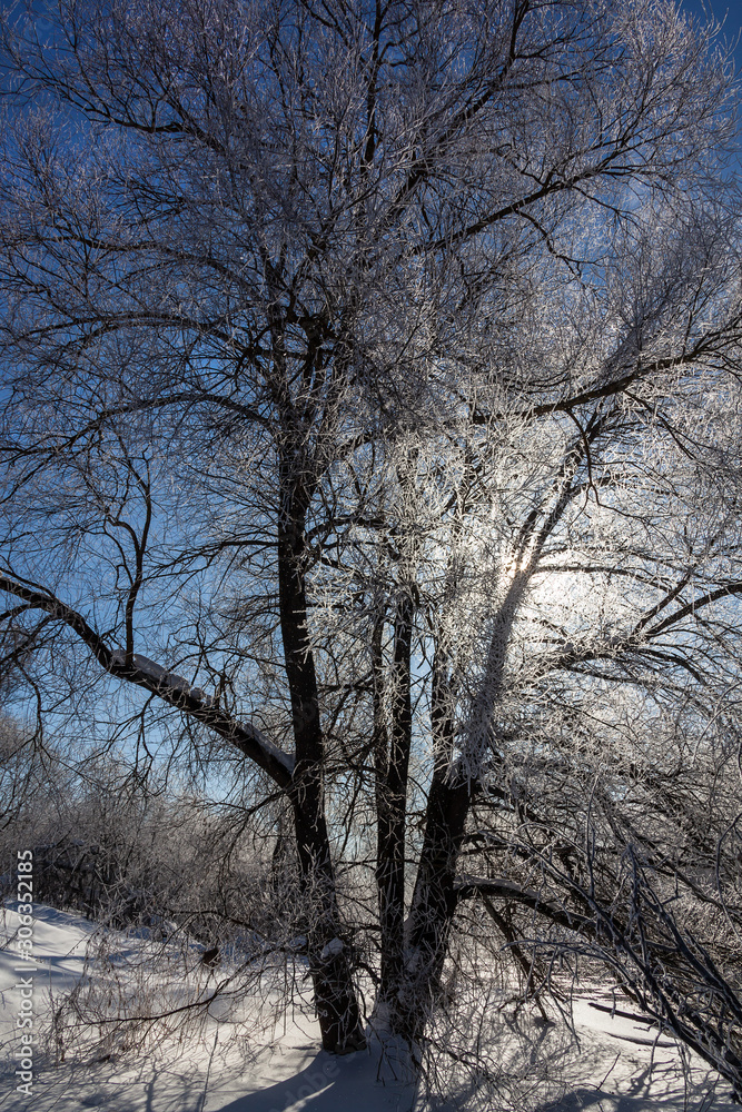 The branching tree is covered with hoarfrost is lit with the winter sun. Winter landscape