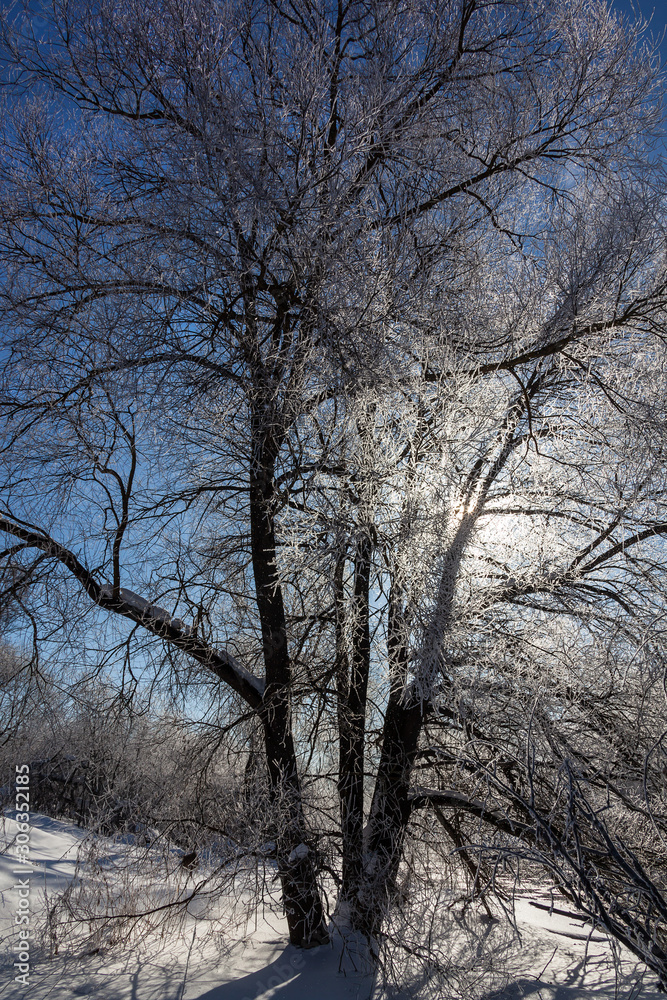 The branching tree is covered with hoarfrost is lit with the winter sun. Winter landscape The branching tree is covered with hoarfrost is lit with the winter sun. Winter landscape