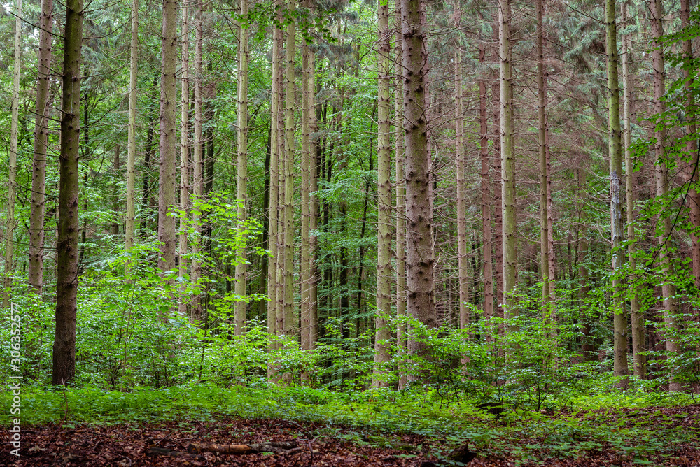 Woodland area of Granitz with European beech, Fagus sylvatica, and sessile oak, Quercus petraea in Rugen Island Woodland area of Granitz with European beech, Fagus sylvatica, and sessile oak, Quercus petraea in Rugen Island