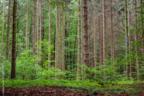 Woodland area of Granitz with European beech  Fagus sylvatica  and sessile oak  Quercus petraea in Rugen Island
