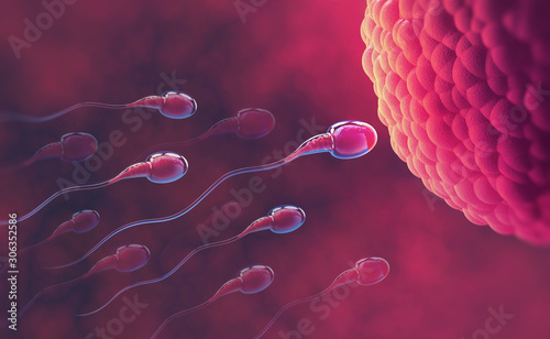 Sperm and egg cell. Under the microscope. Embryology. Natural fertilization. 3d illustration on red background photo