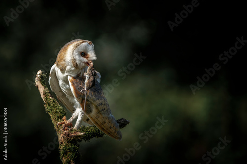 Cute and Beautiful Barn owl (Tyto alba) with a prey on a tree stump. Dark green and black background. Noord Brabant in the Netherlands. Writing space. © Albert Beukhof
