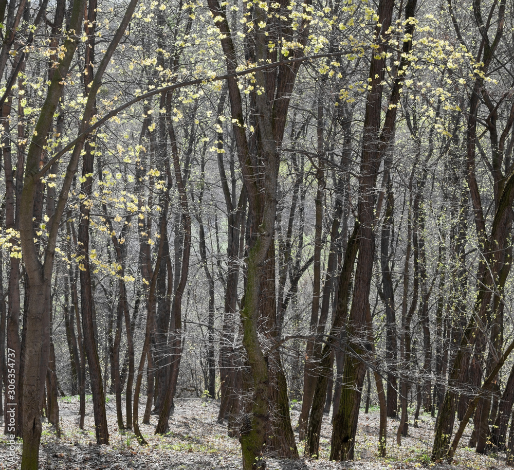 Fototapeta premium Forest in early spring.