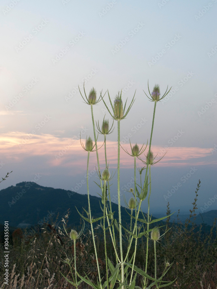 Obraz premium Dipsacus fullonum