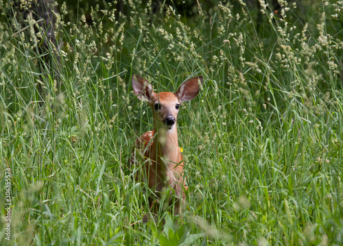White-tailed deer fawn walking through the tall grass in Ottawa, Canada © Jim Cumming