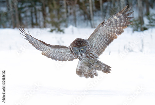 Great grey owl (Strix nebulosa) with wings spread out in flight over a snow covered field in Canada