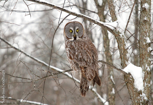 Great grey owl (Strix nebulosa) perched in a tree with snow falling in Canada