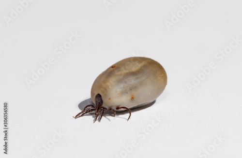 Castor bean tick, engorged with a blood meal, isolated on white background