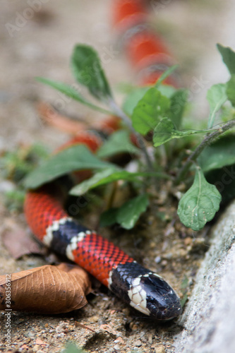 Coral viper in the Atlantic forest in Paraty, Rio de Janeiro, Brazil photo