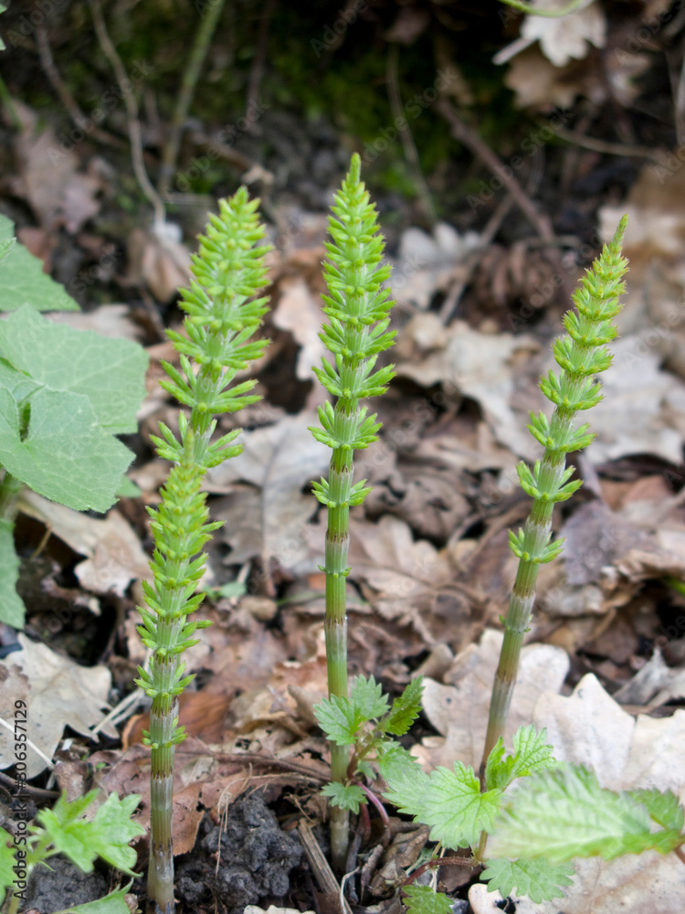 Obraz premium Equisetum telmateia