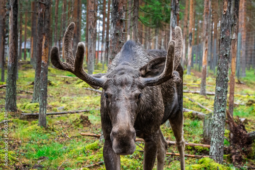 Sweden autumn nature photo