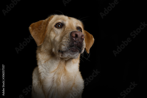 Fototapeta Naklejka Na Ścianę i Meble -  Labrador retriever dog lying on black background