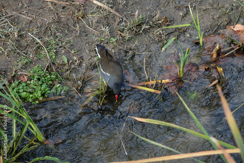 Bird Bird